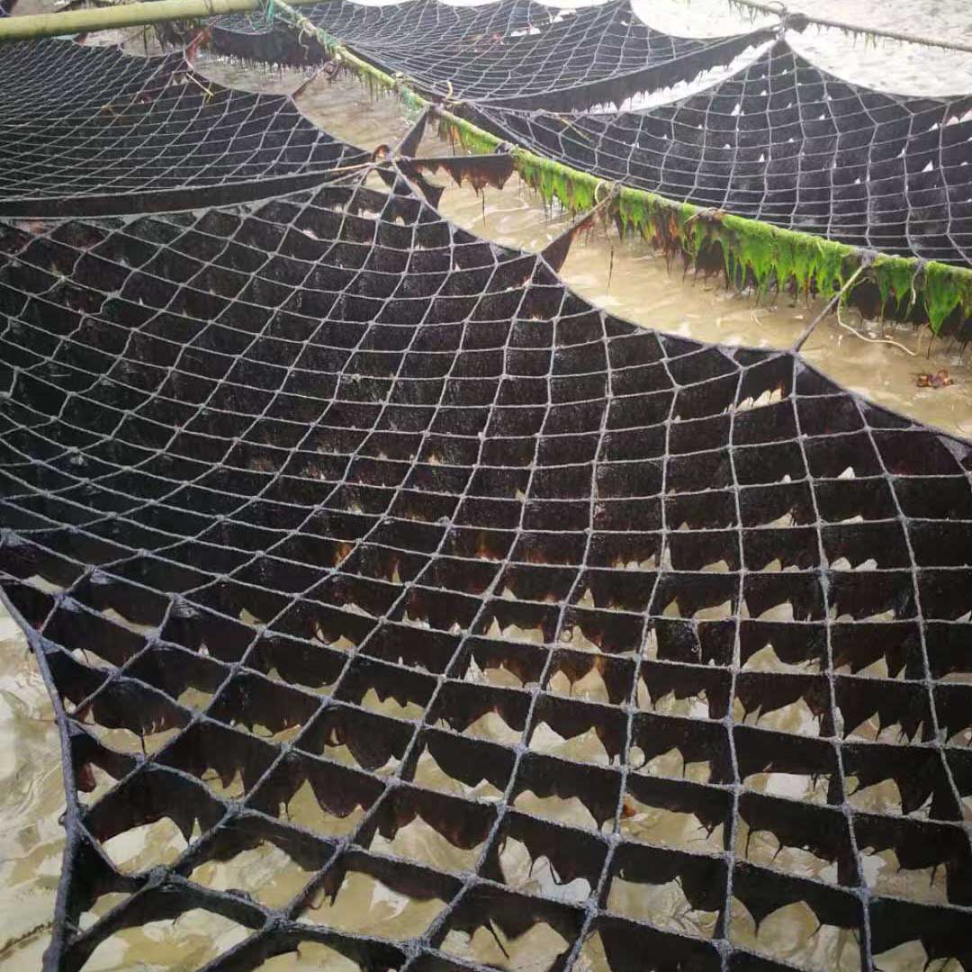 Seedling-and-Cultivation4