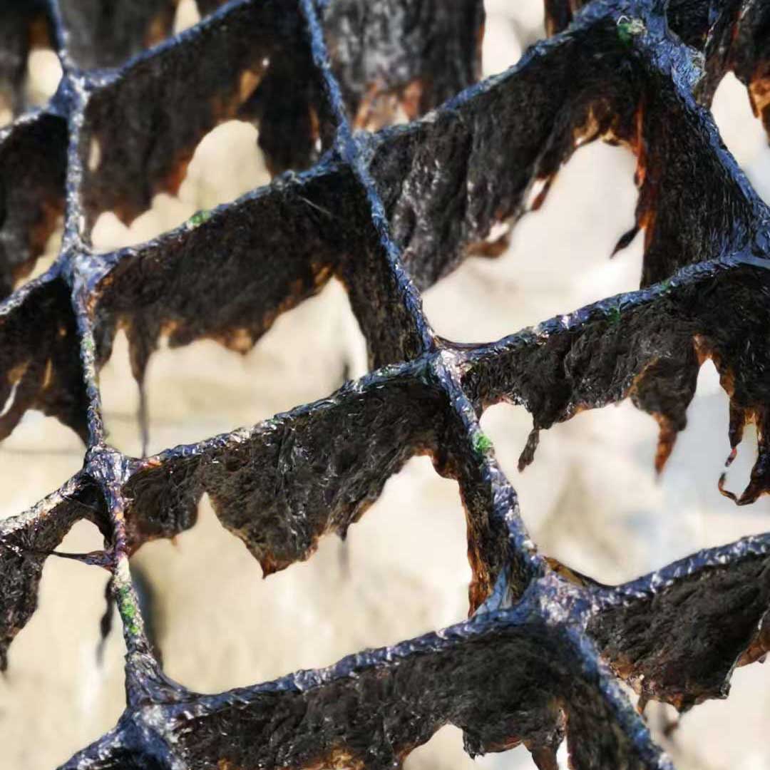 Seedling-and-Cultivation5