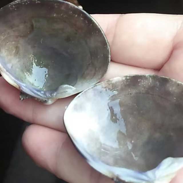 Seedling-and-Cultivation640