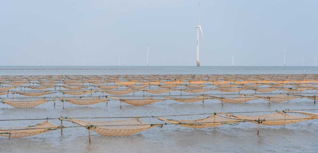 Hanging net seedlings (13)