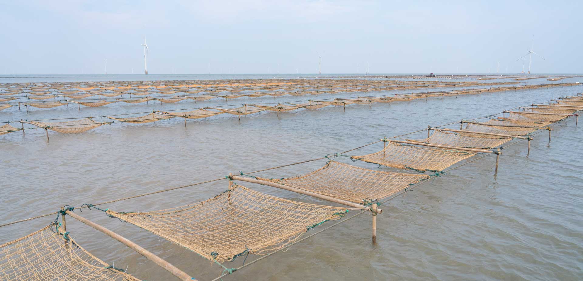 Hanging net seedlings (16)