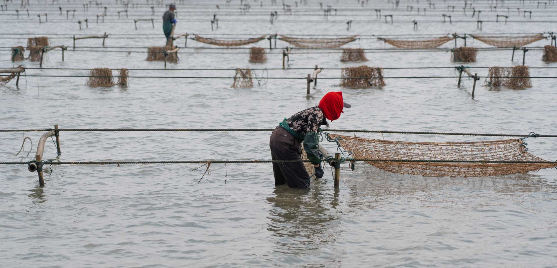 Hanging net seedlings (4)