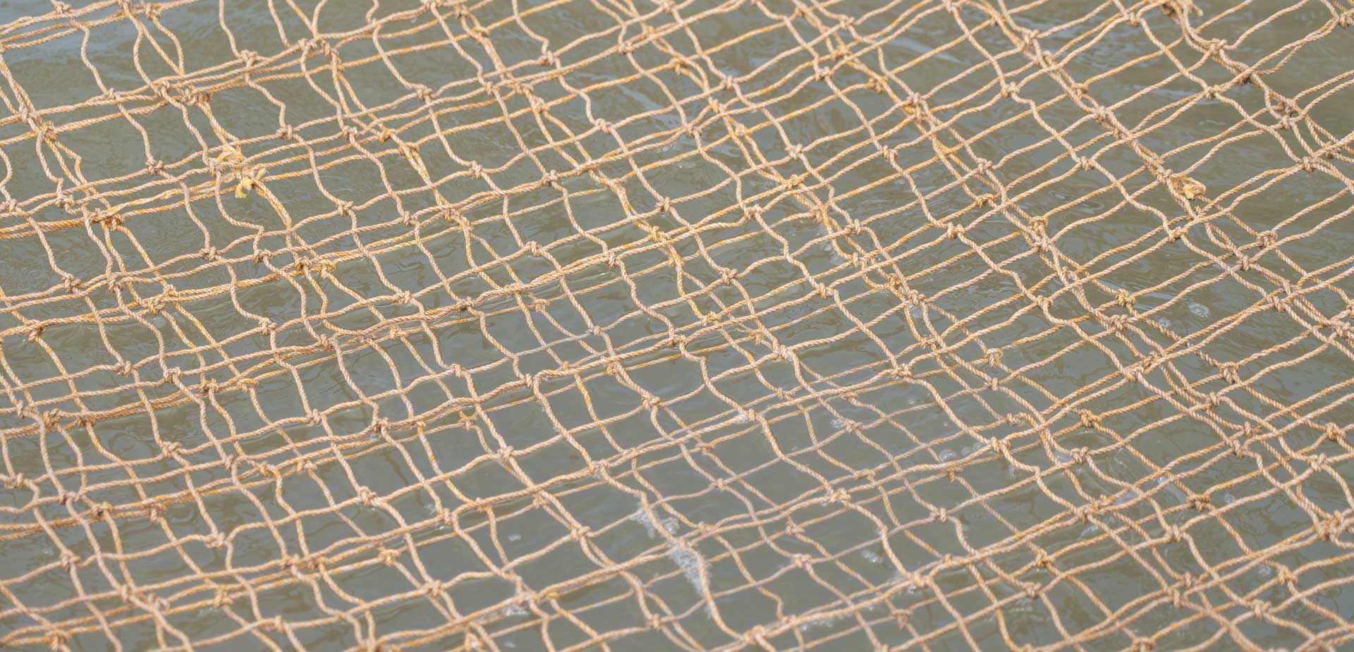 Hanging net seedlings (9)